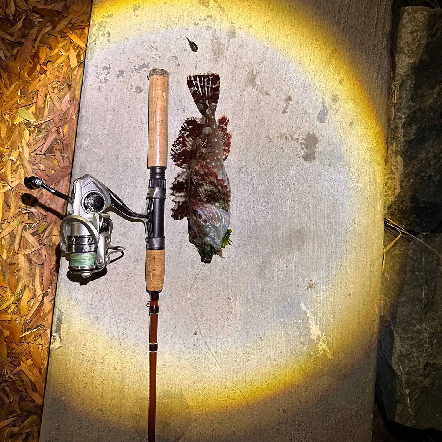 catch