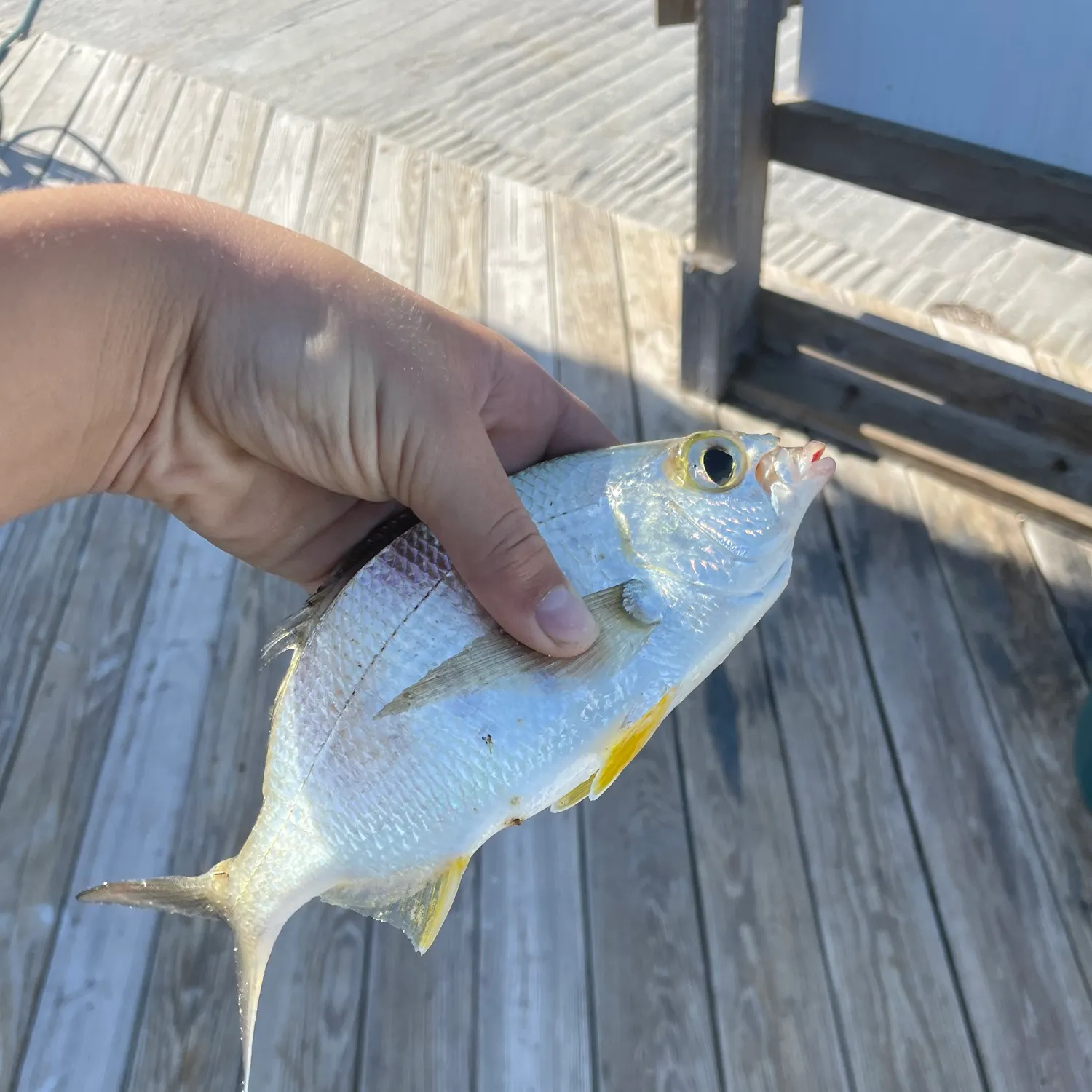 The most recent Florida pompano catches on Fishbrain