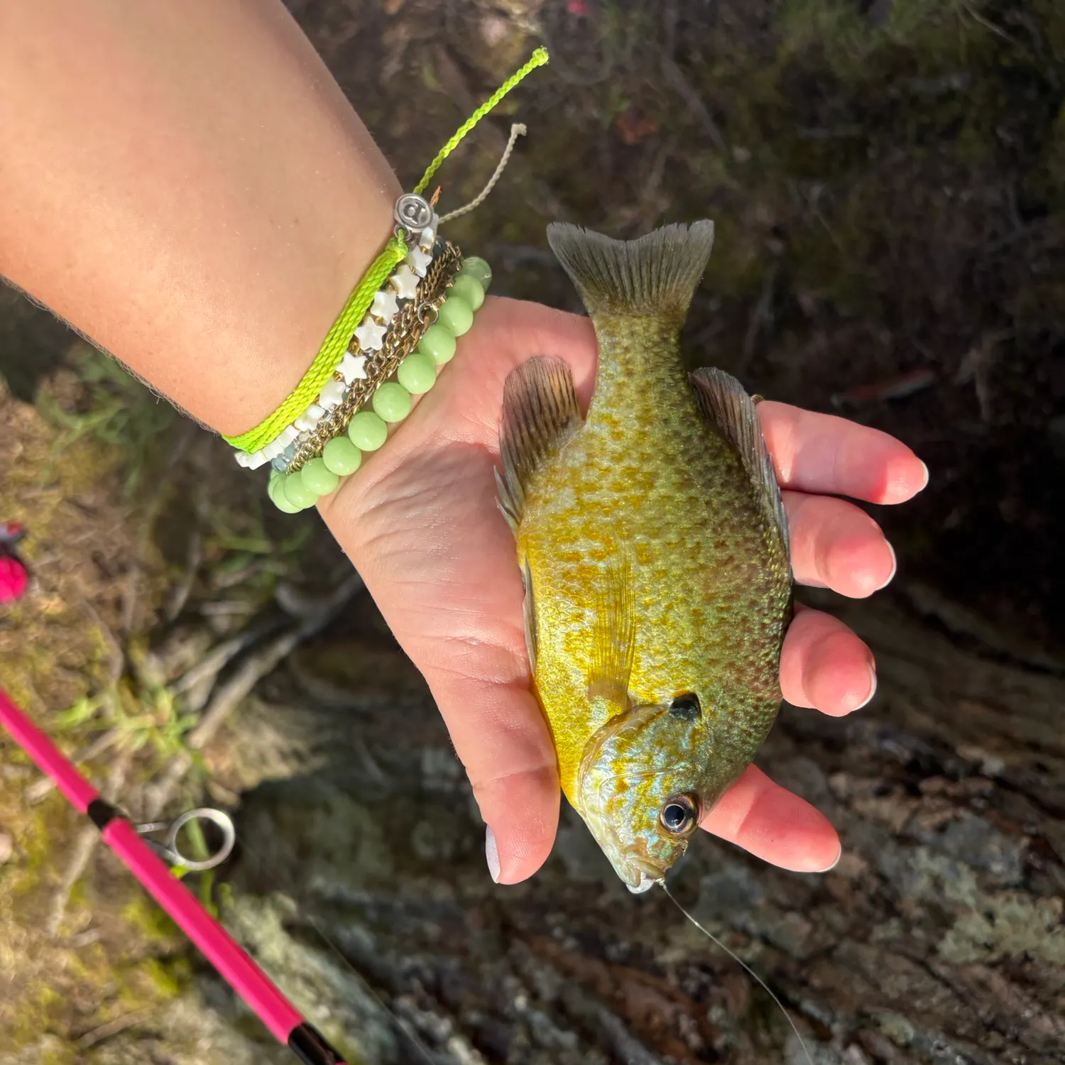 The most recent Pumpkinseed catches on Fishbrain