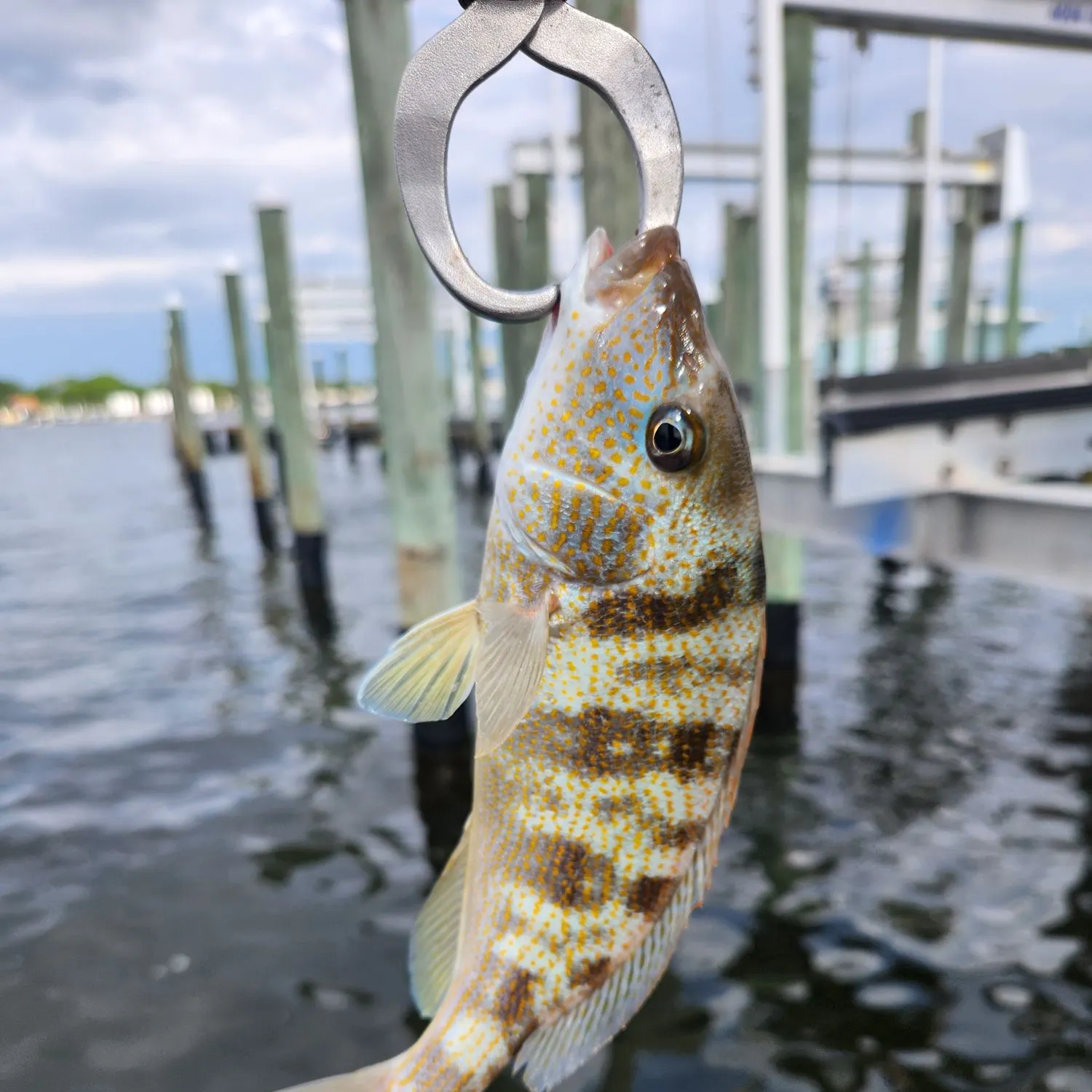 The most recent Pigfish catches on Fishbrain