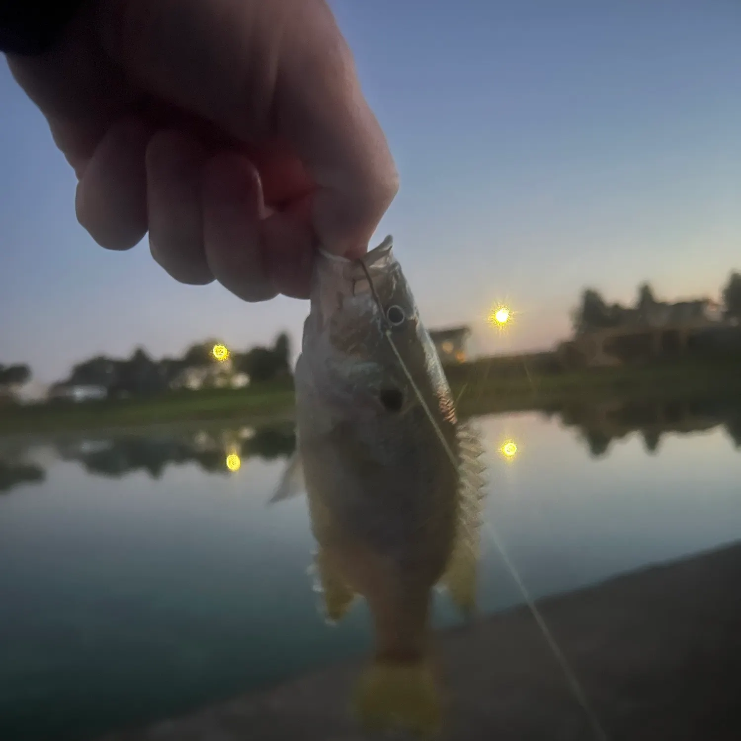 Bluegill caught on Fishbrain