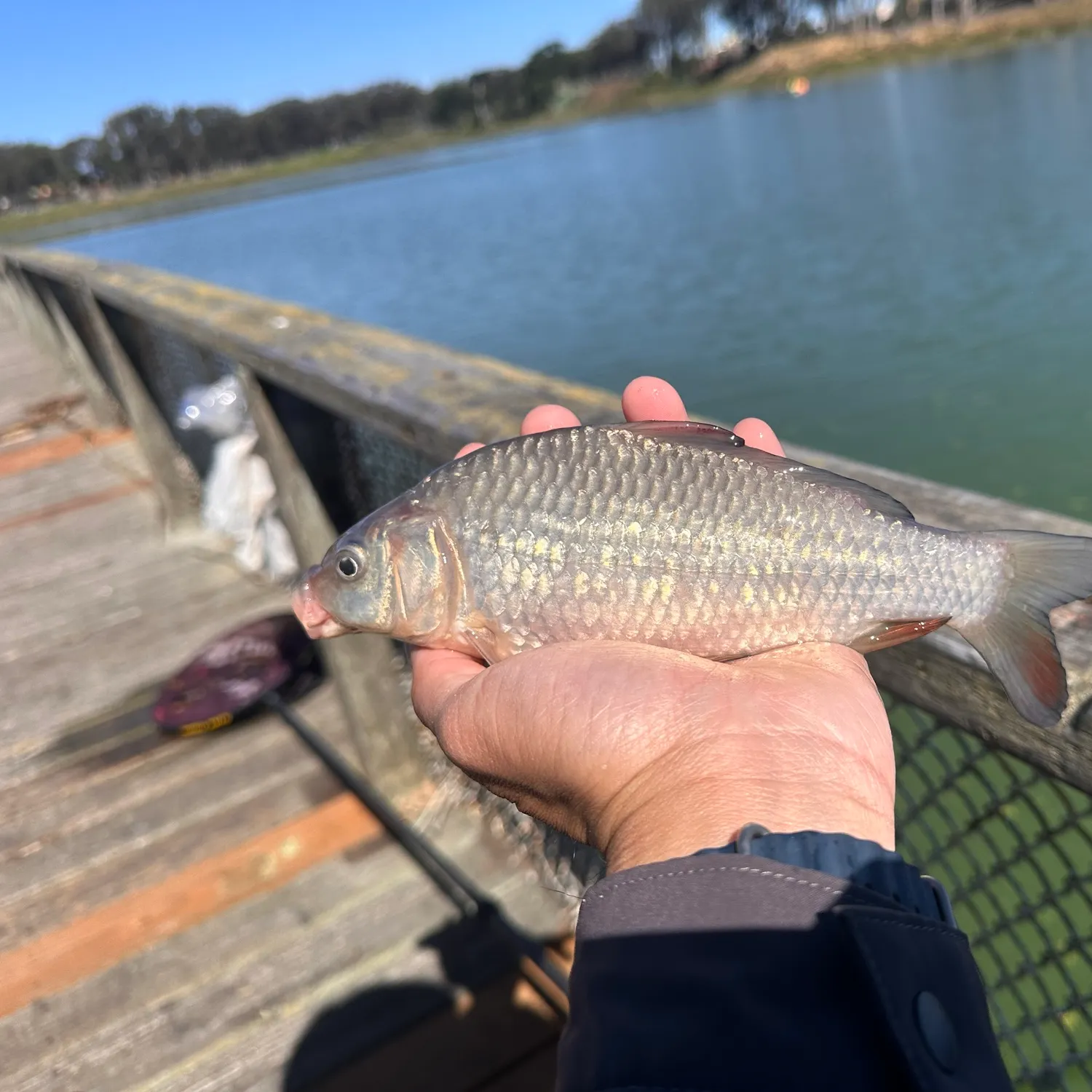 Common carp caught on Fishbrain
