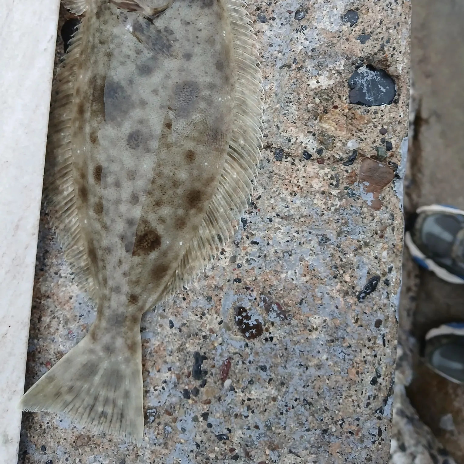California halibut caught on Fishbrain