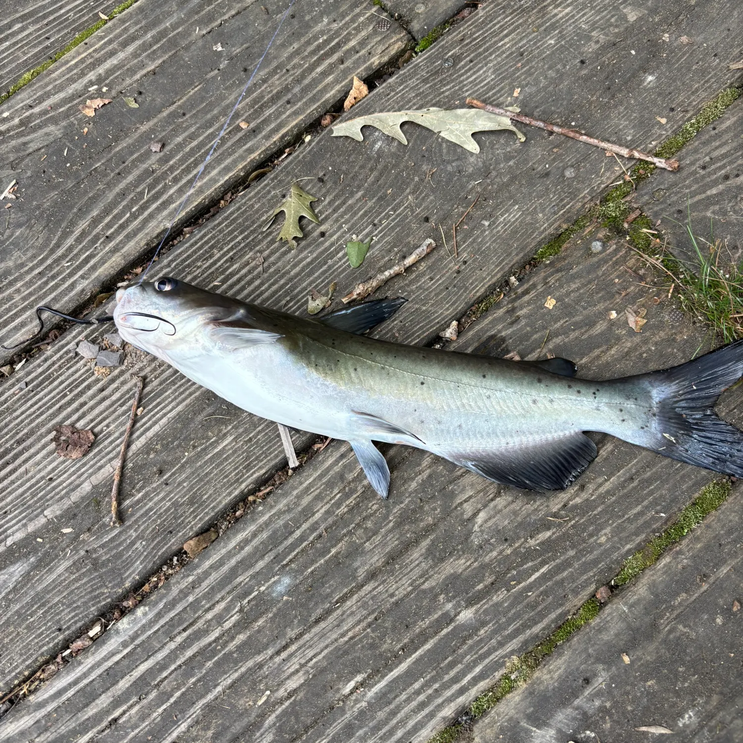 Channel catfish caught on Fishbrain