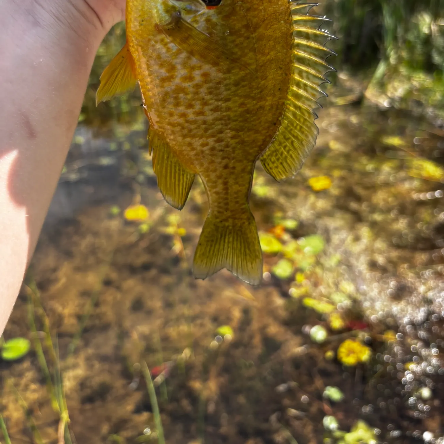 Pumpkinseed caught on Fishbrain