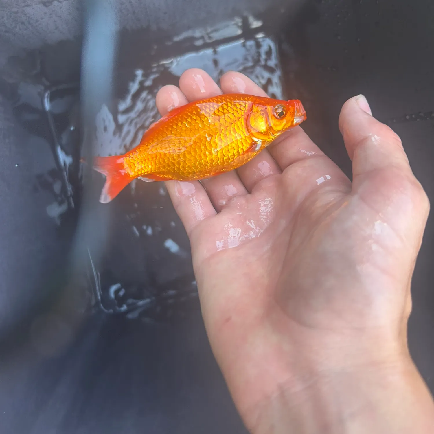 Goldfish caught on Fishbrain
