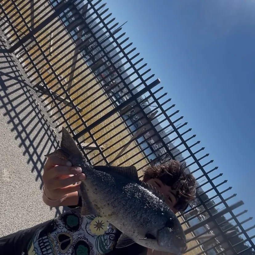 The most recent Halfmoon catches on Fishbrain