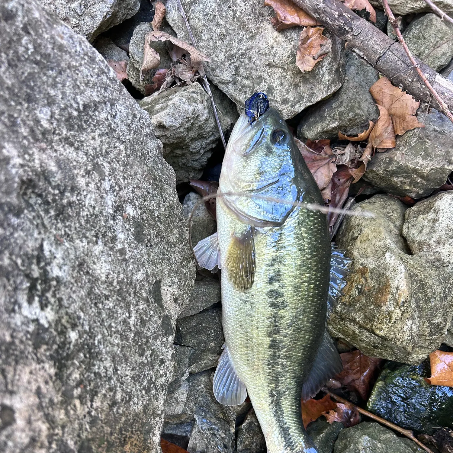 Largemouth bass caught on Fishbrain