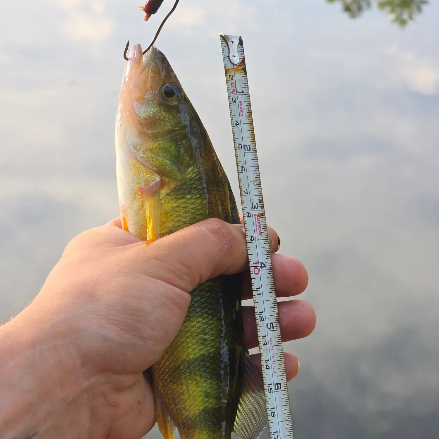 Yellow perch caught on Fishbrain