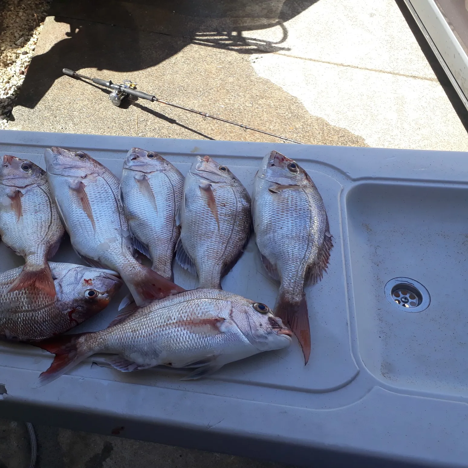 recently logged catches