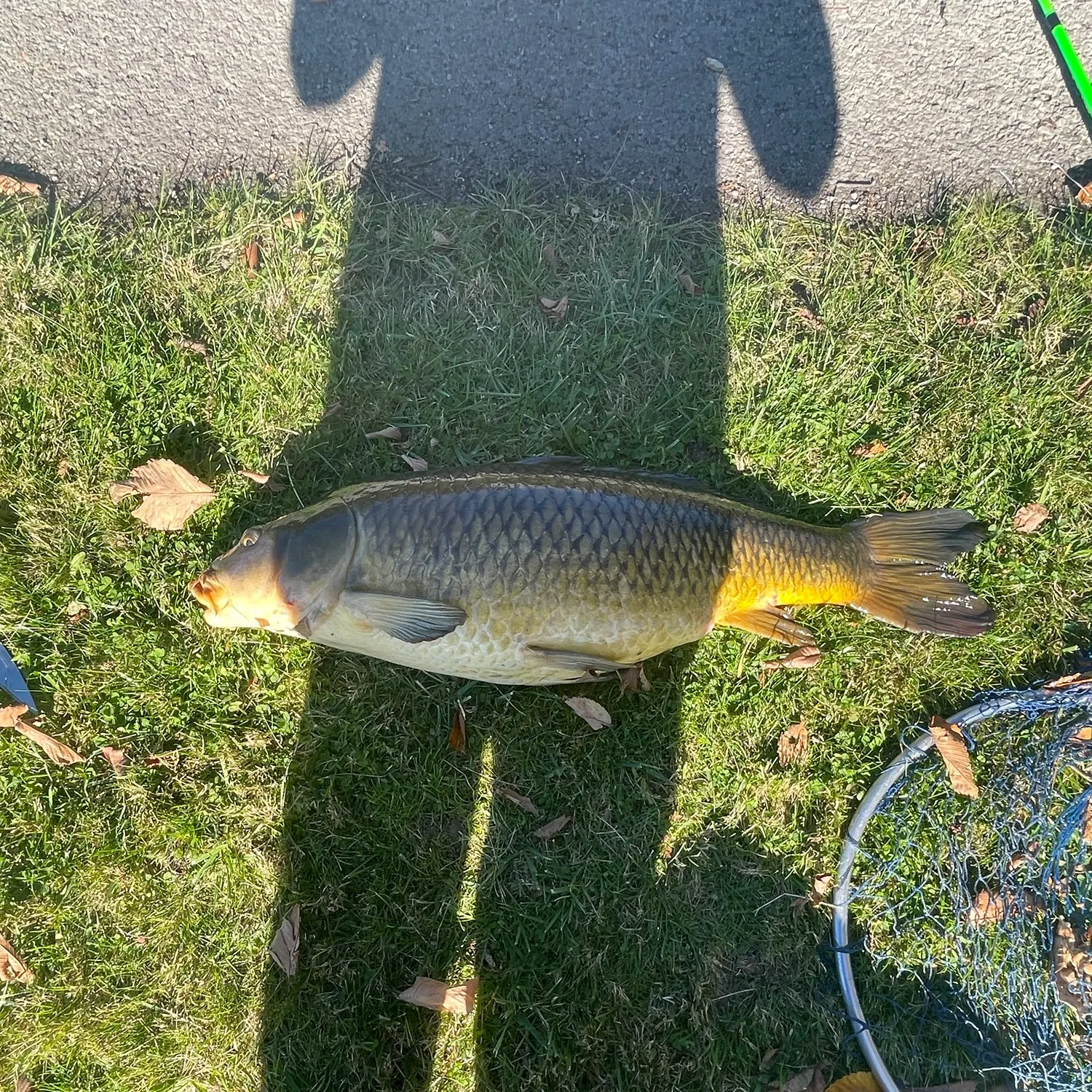 Common carp caught on Fishbrain