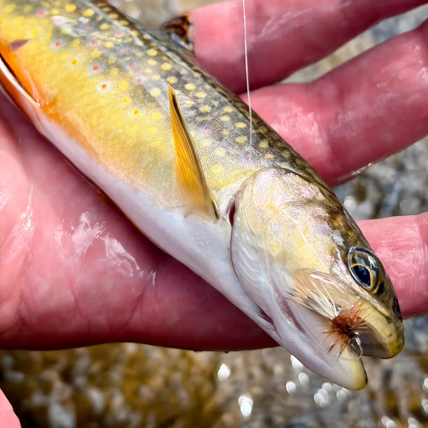 Brook trout caught on Fishbrain