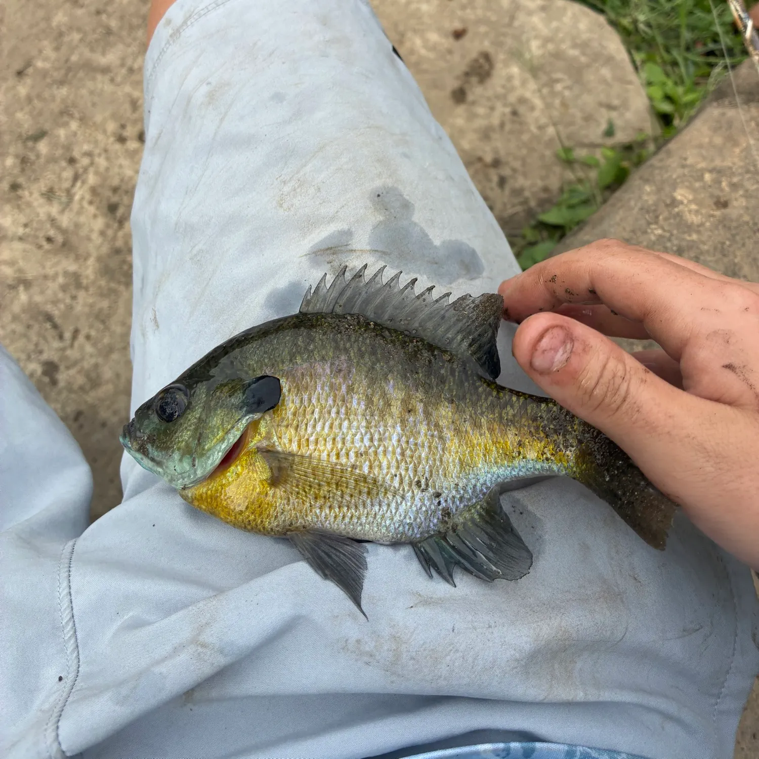 Bluegill caught on Fishbrain