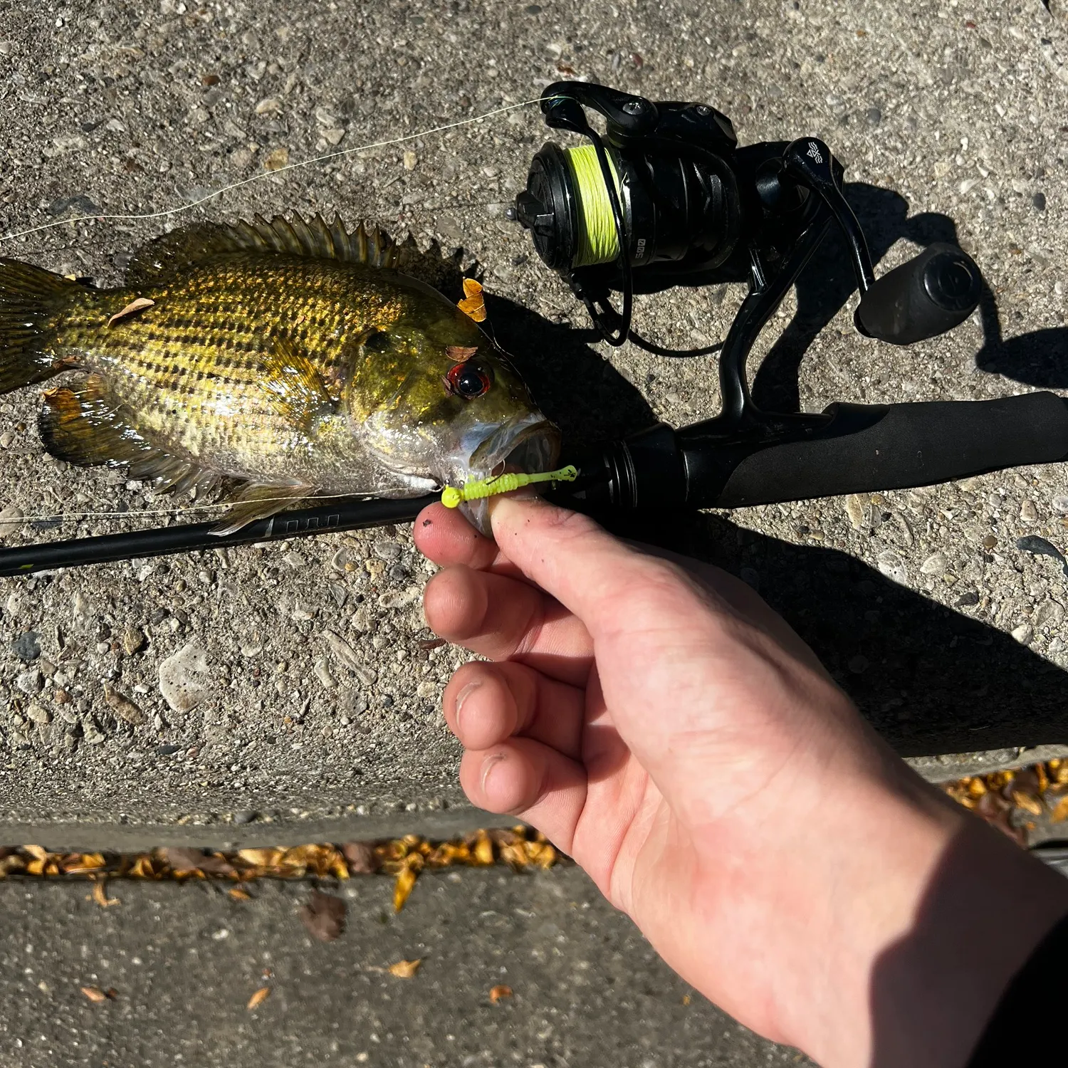 Rock bass caught on Fishbrain