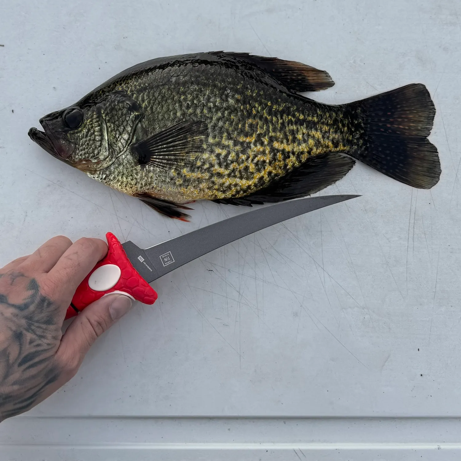 recently logged catches