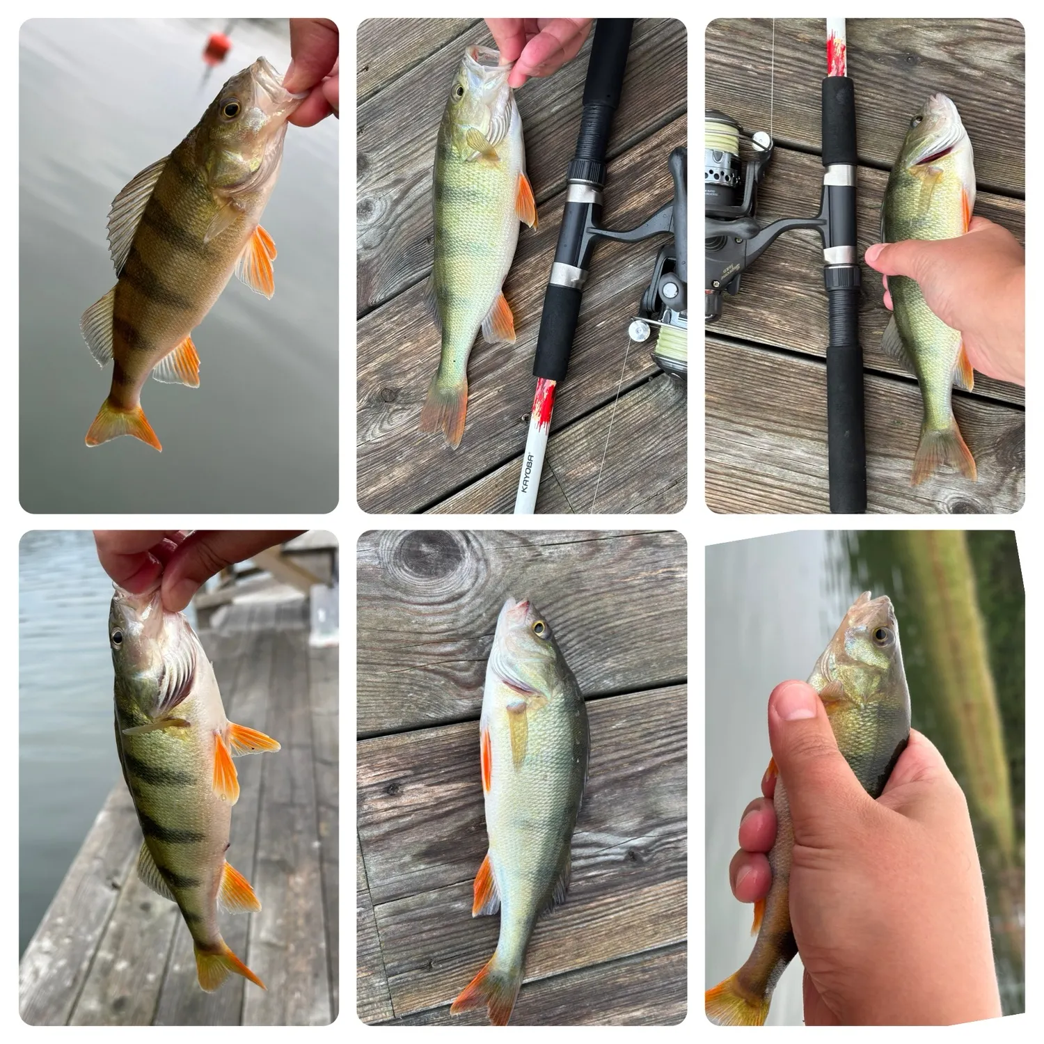 recently logged catches