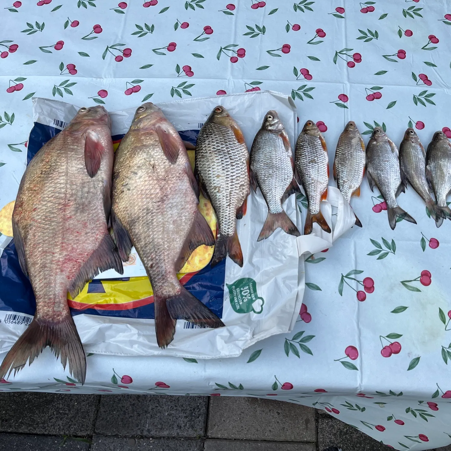 recently logged catches