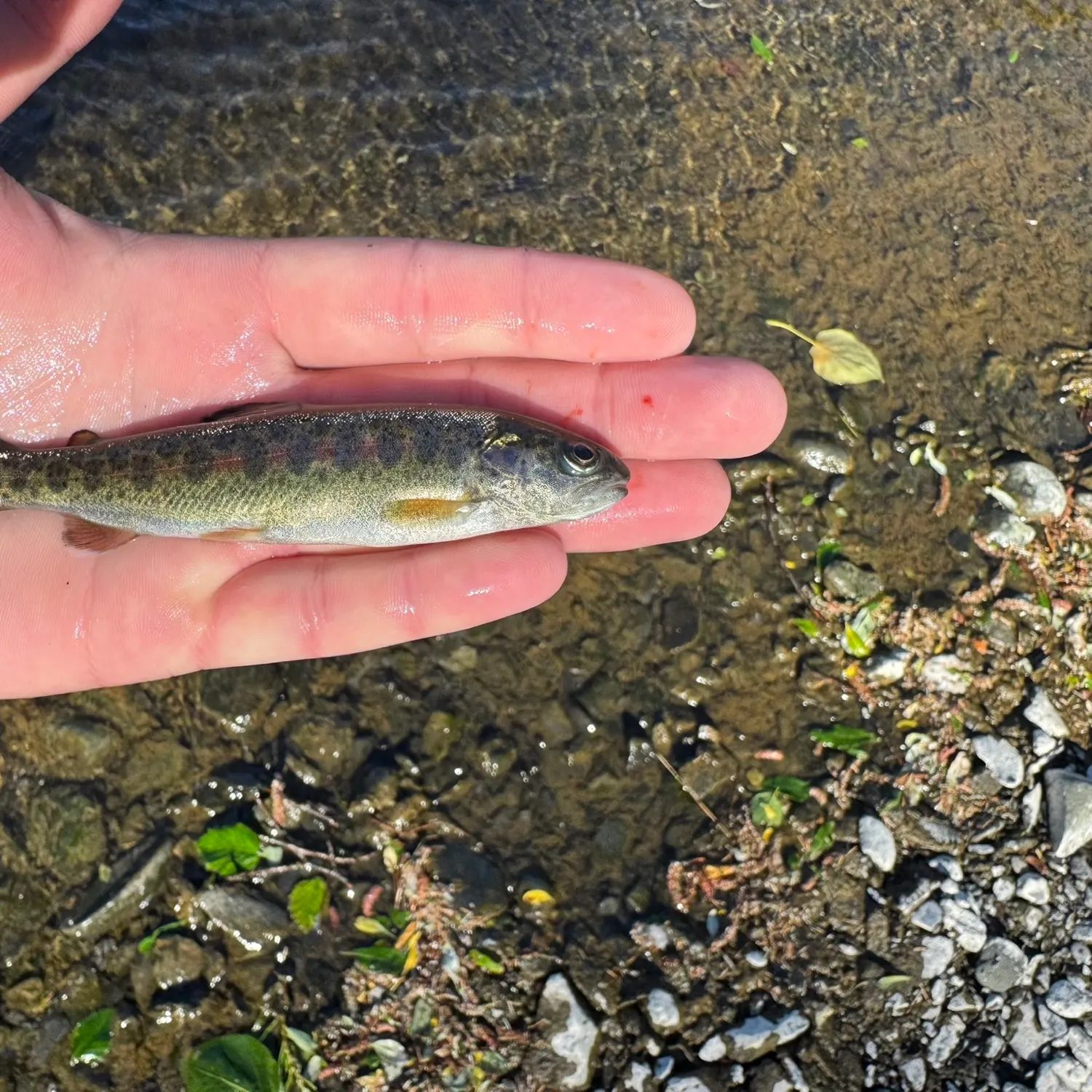 Rainbow trout caught on Fishbrain