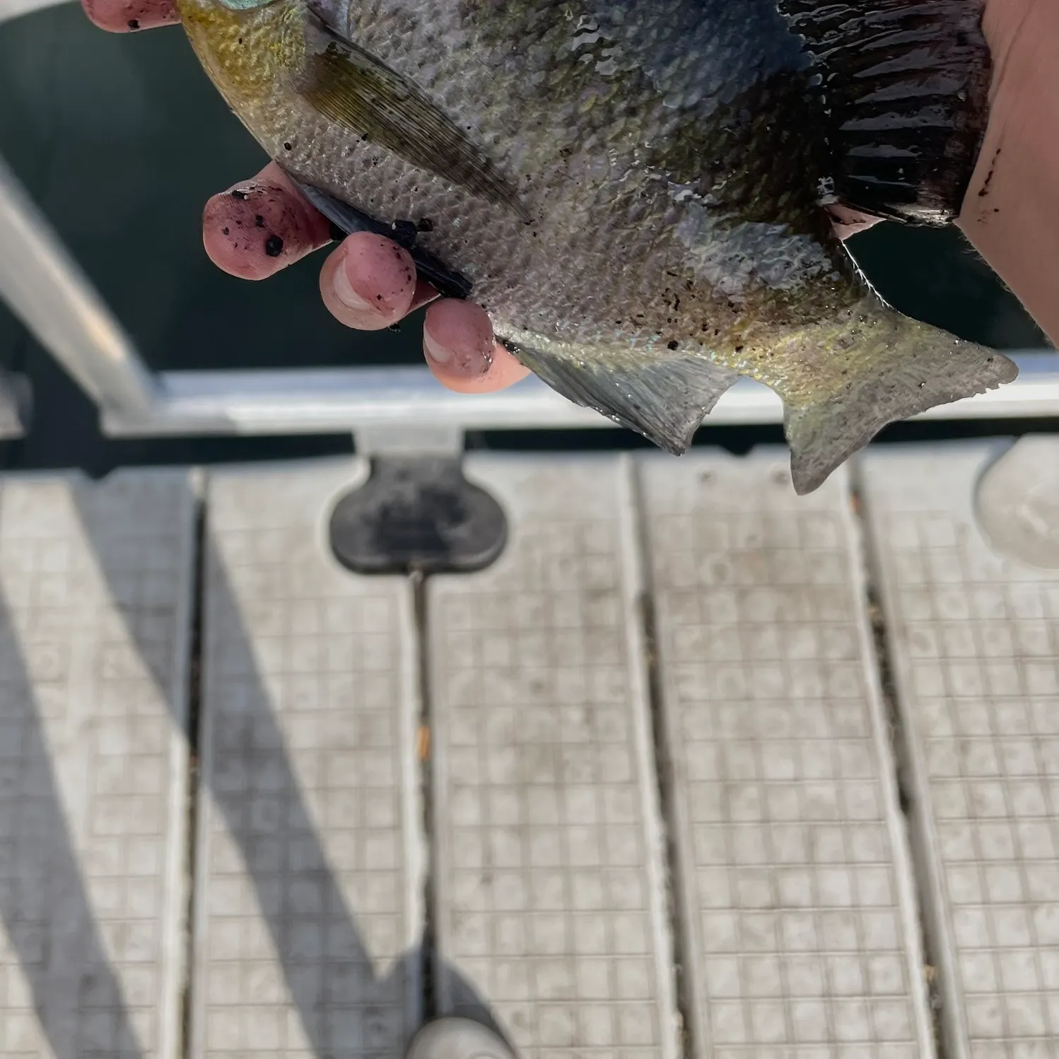 Bluegill caught on Fishbrain