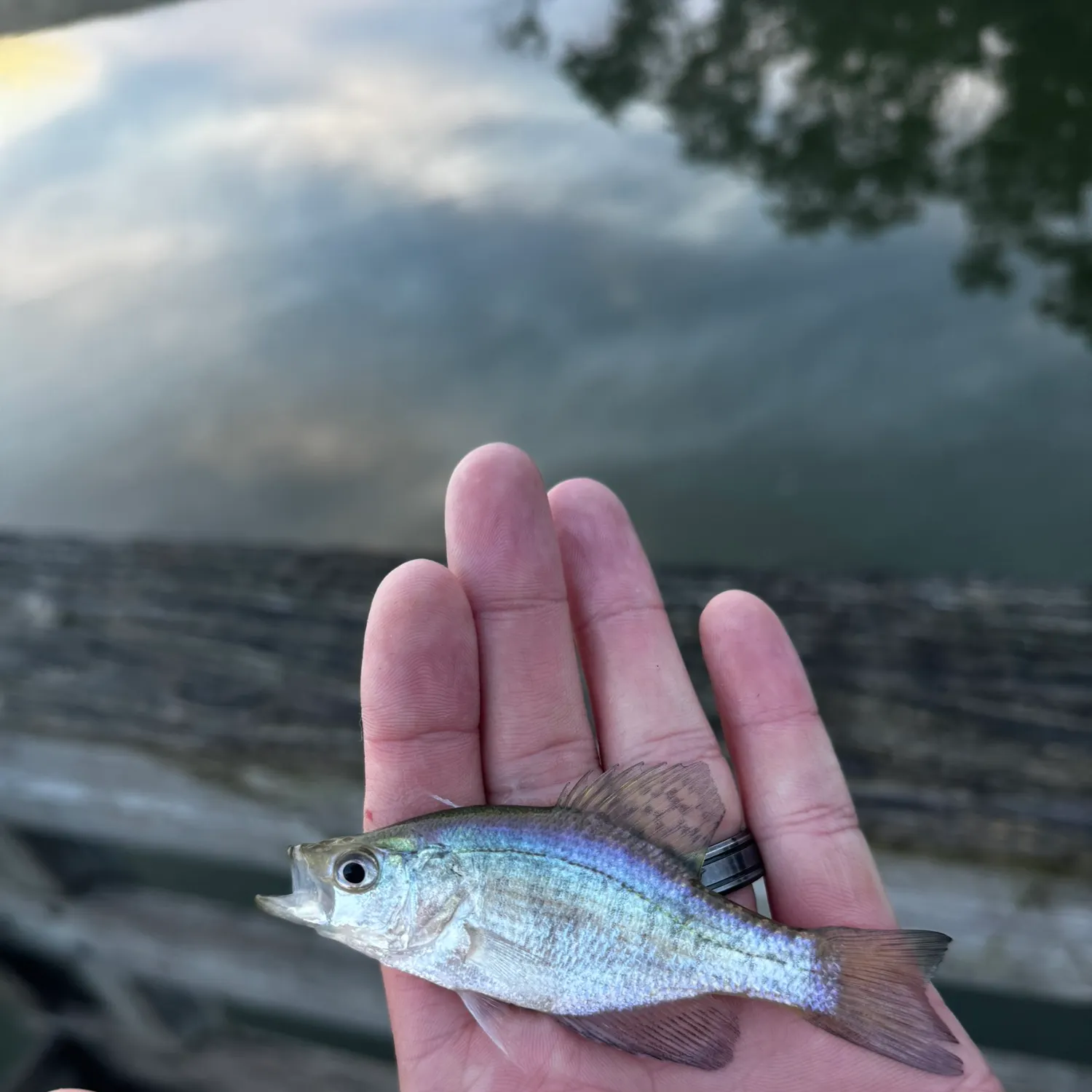 White crappie caught on Fishbrain
