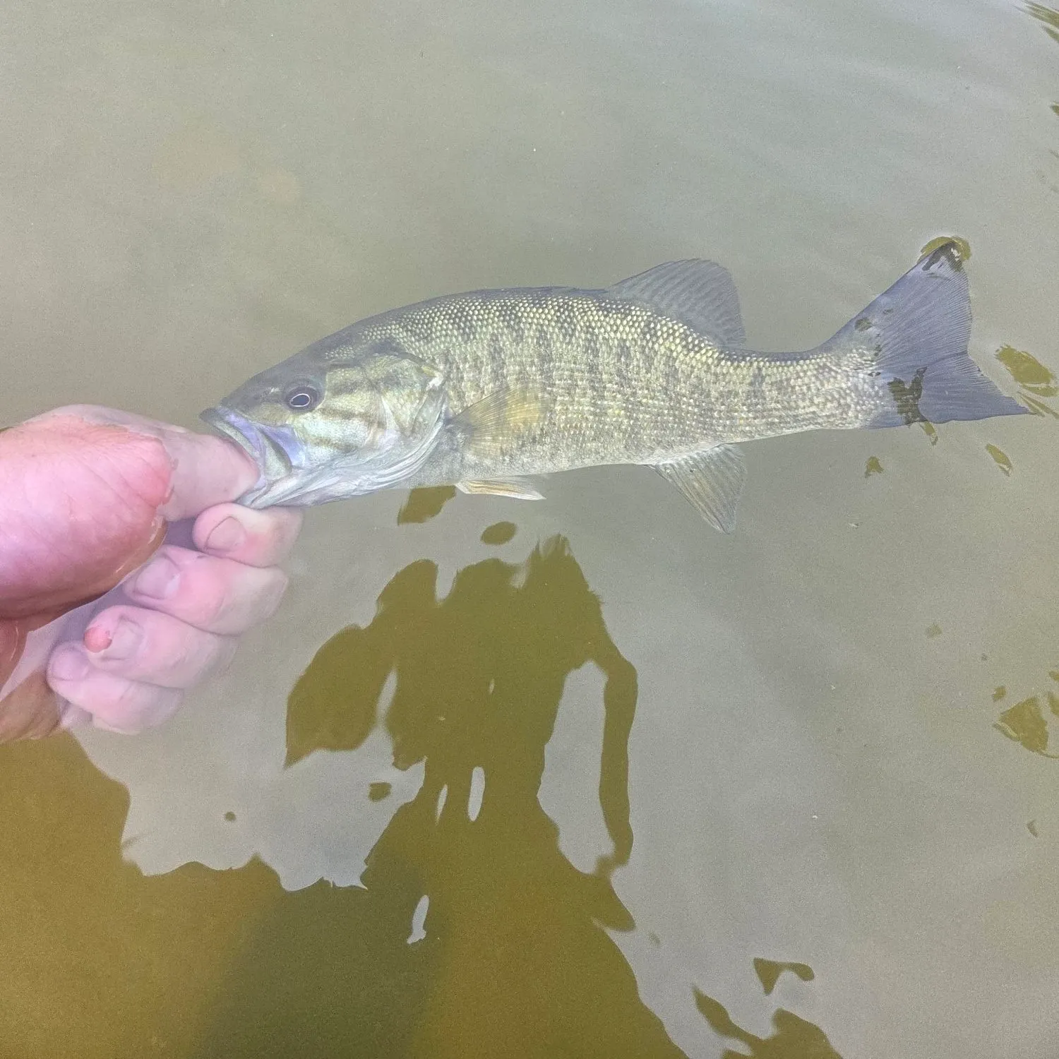 Smallmouth bass caught on Fishbrain