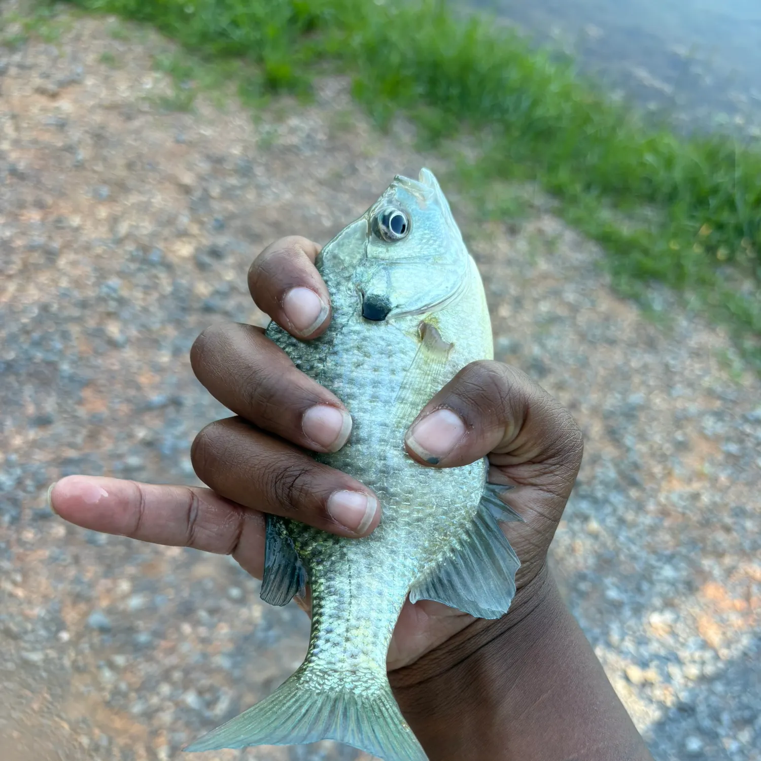 The most recent Barred surfperch catches on Fishbrain