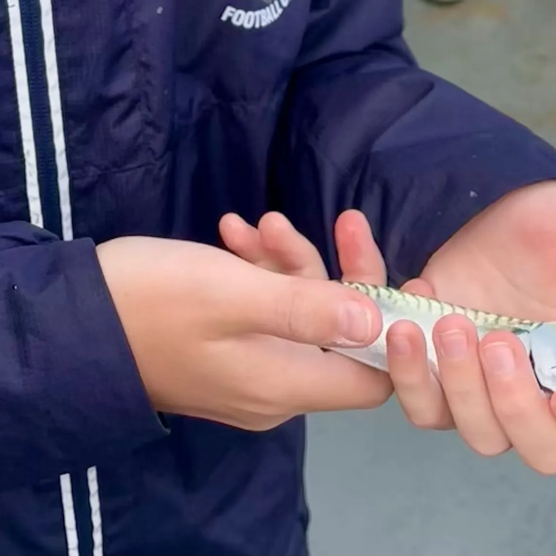Atlantic mackerel caught on Fishbrain