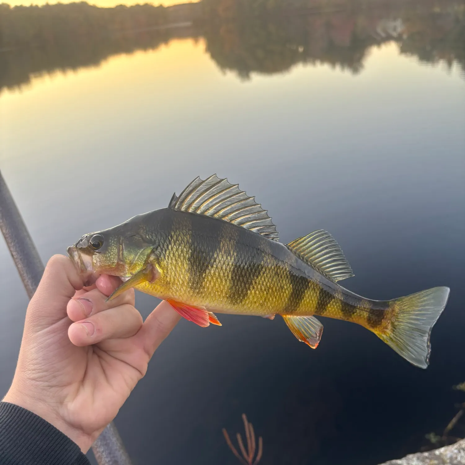 Yellow perch caught on Fishbrain