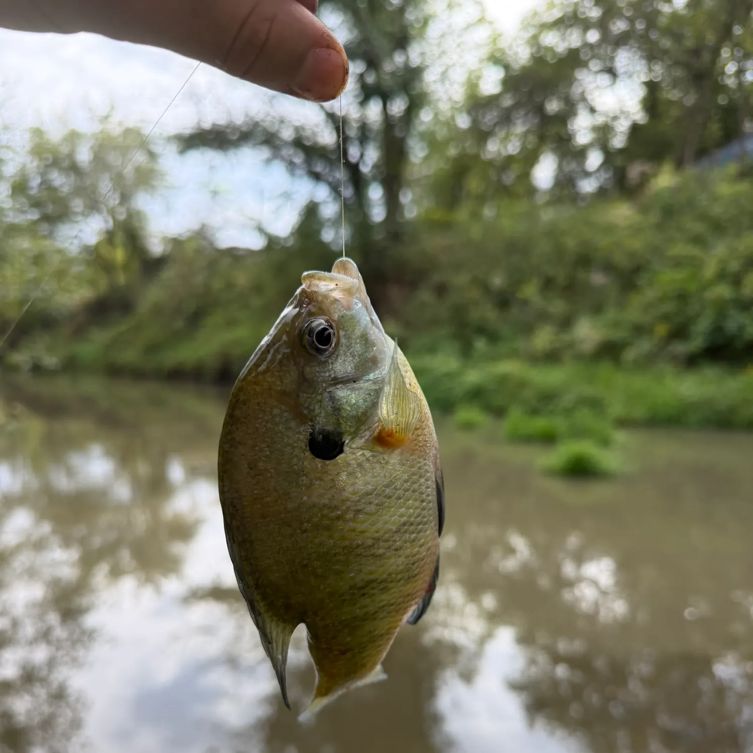 Bluegill caught on Fishbrain