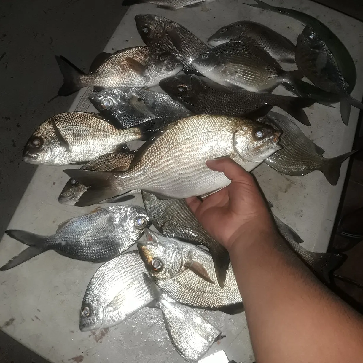 recently logged catches