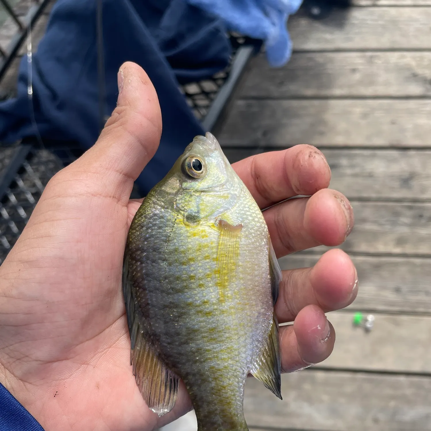 Bluegill caught on Fishbrain