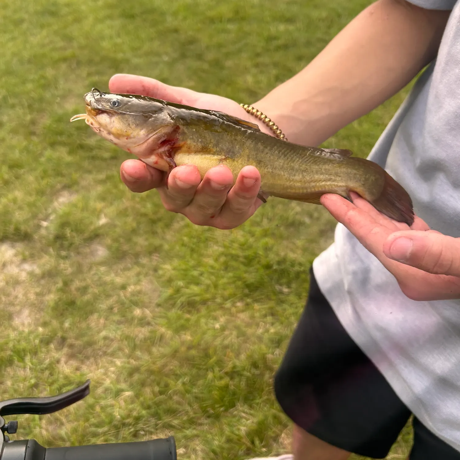 Yellow bullhead caught on Fishbrain