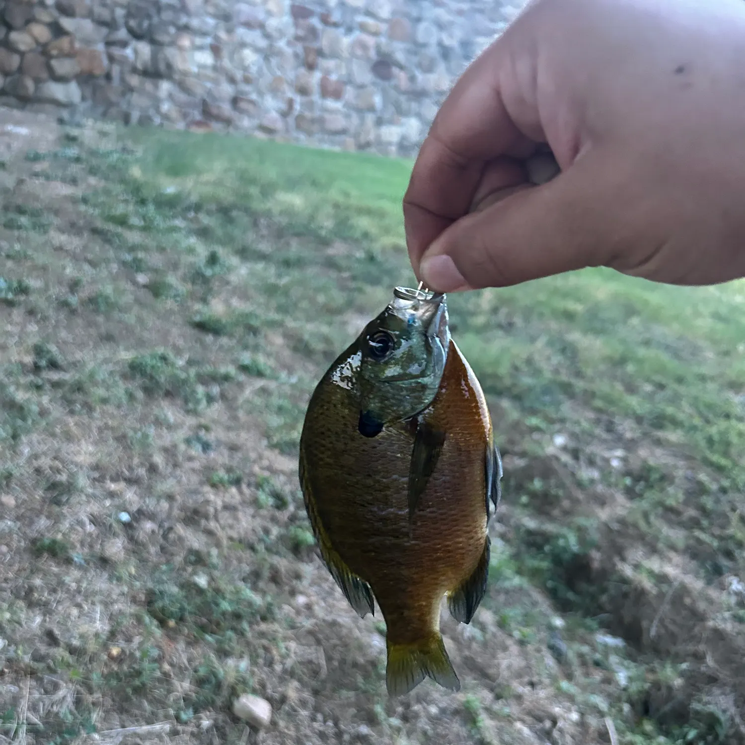 Bluegill caught on Fishbrain