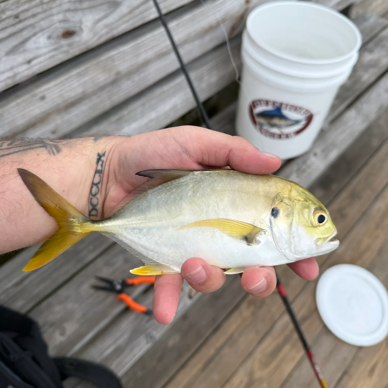 The most recent Crevalle jack catches on Fishbrain