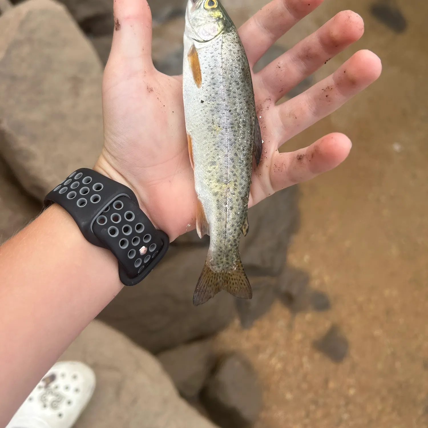 The most recent Cutbow catches on Fishbrain