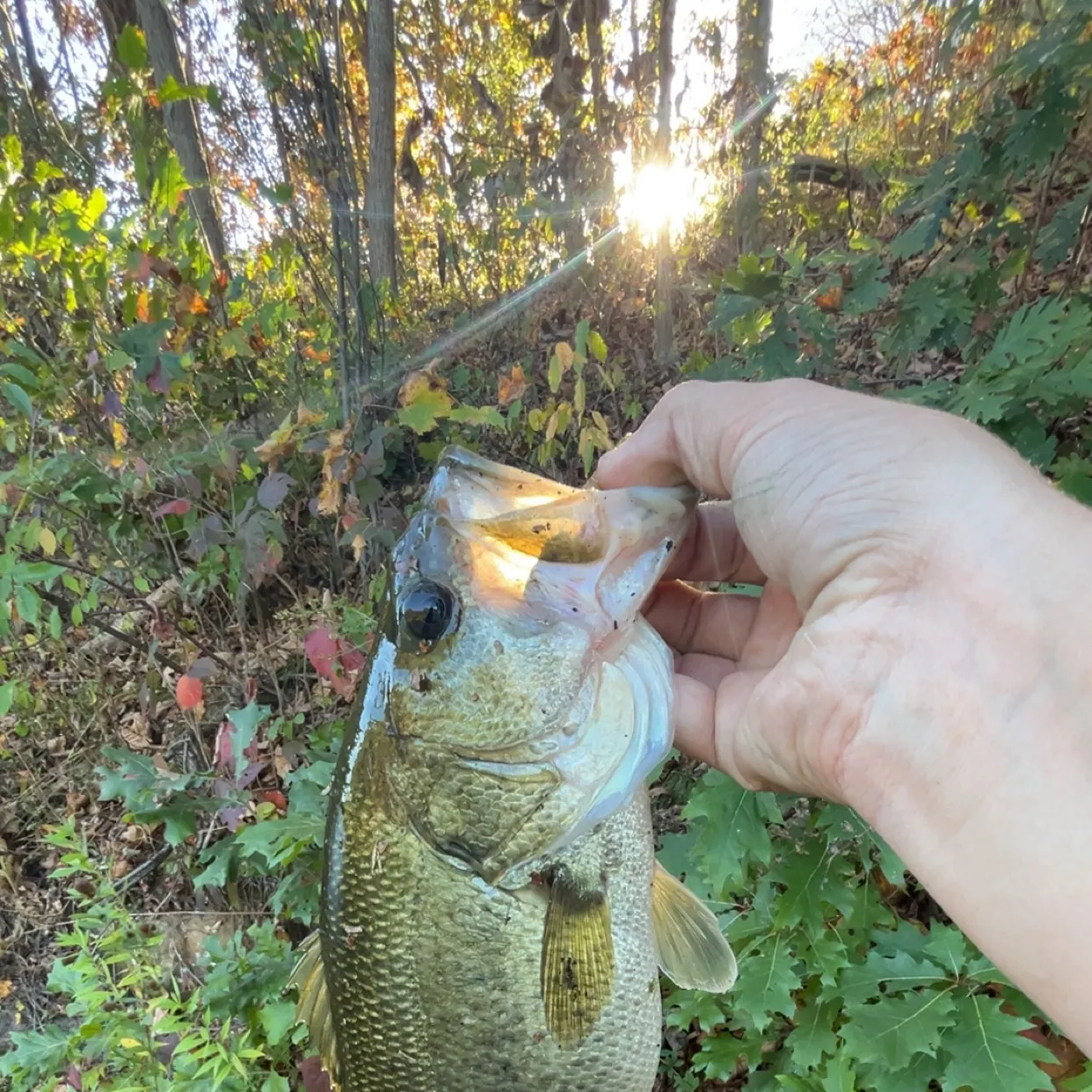 The most recent Largemouth bass catches on Fishbrain