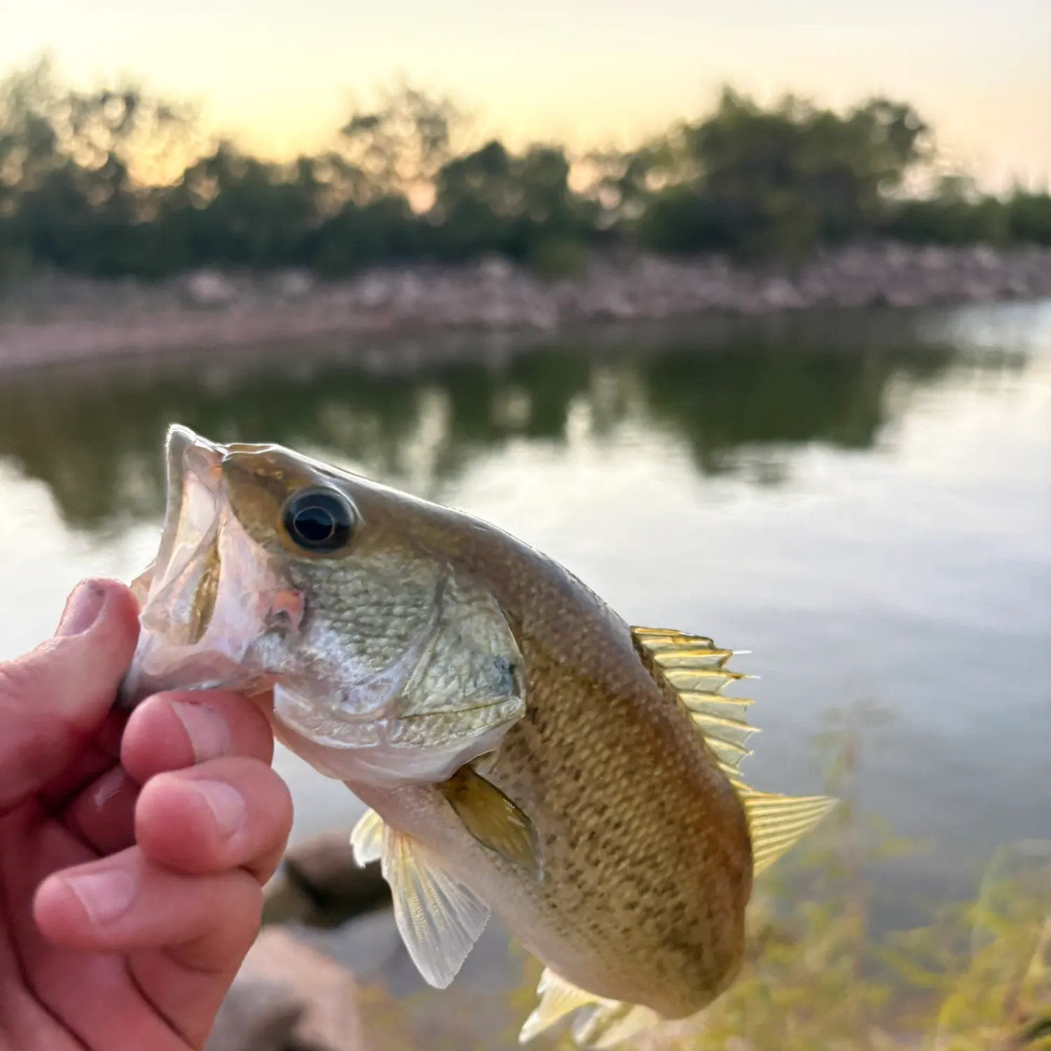 Largemouth bass caught on Fishbrain