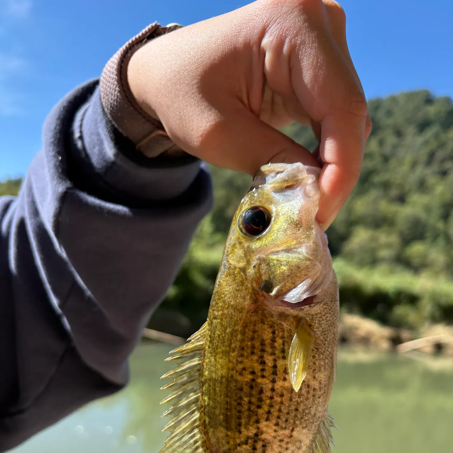 Rock bass caught on Fishbrain