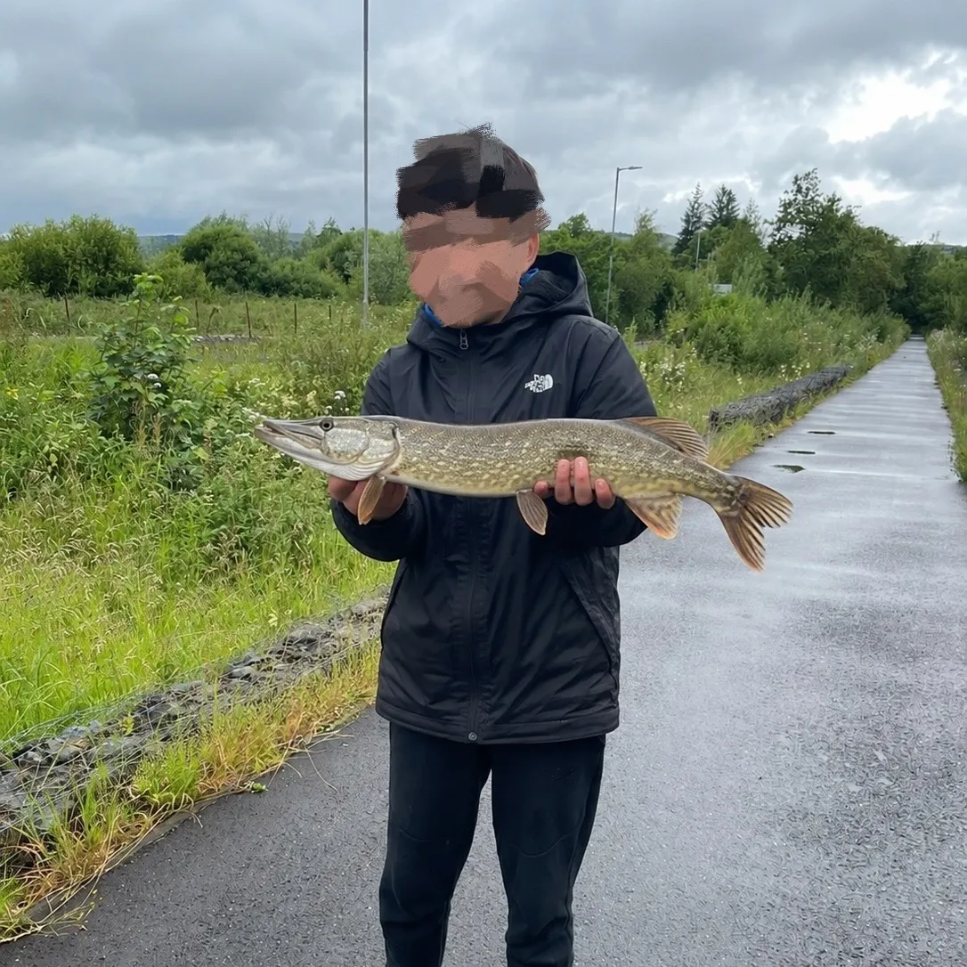 Northern pike caught on Fishbrain