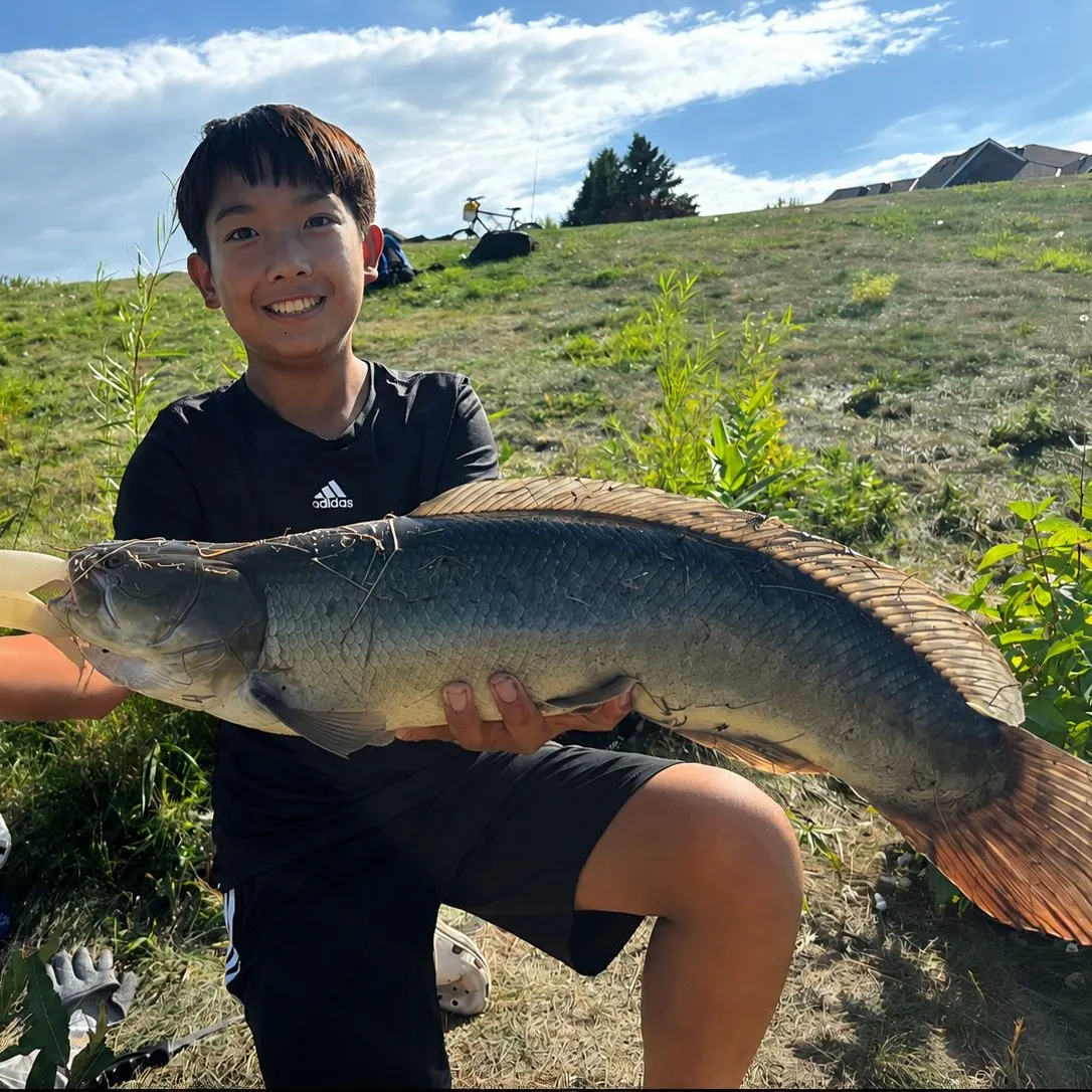 Eyetail bowfin caught on Fishbrain