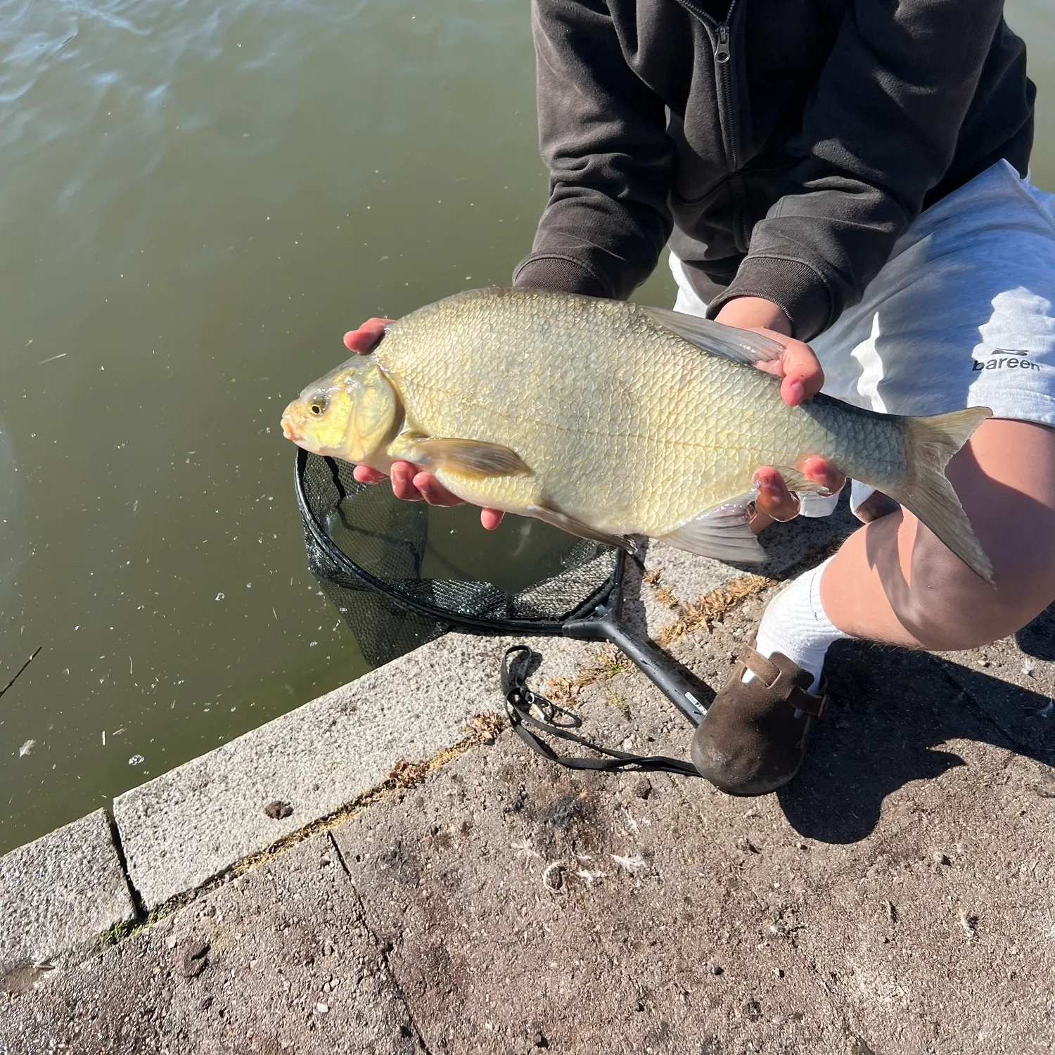 Common bream caught on Fishbrain
