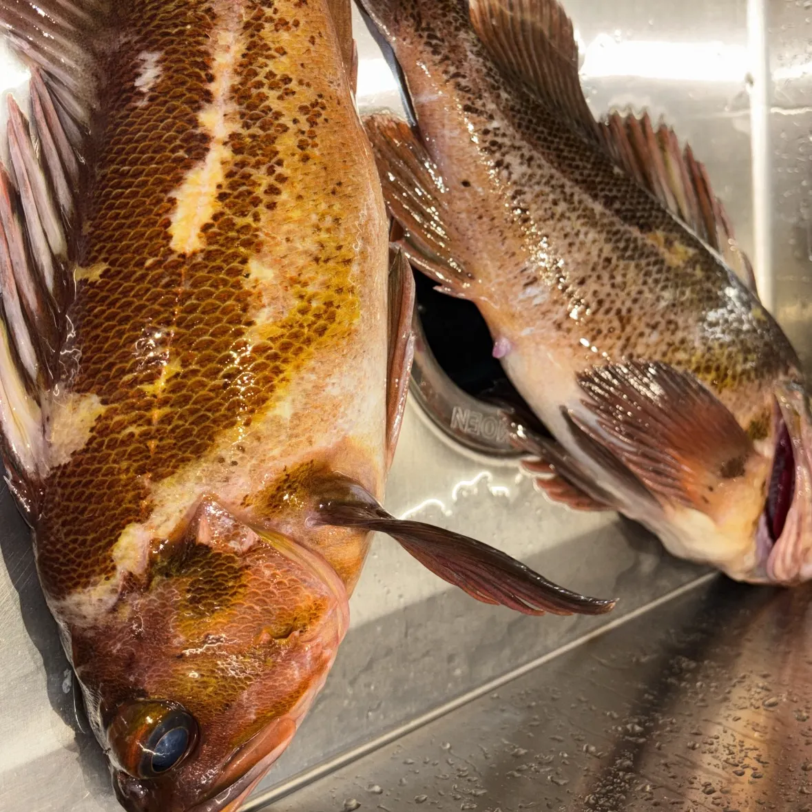 The most recent Copper rockfish catches on Fishbrain