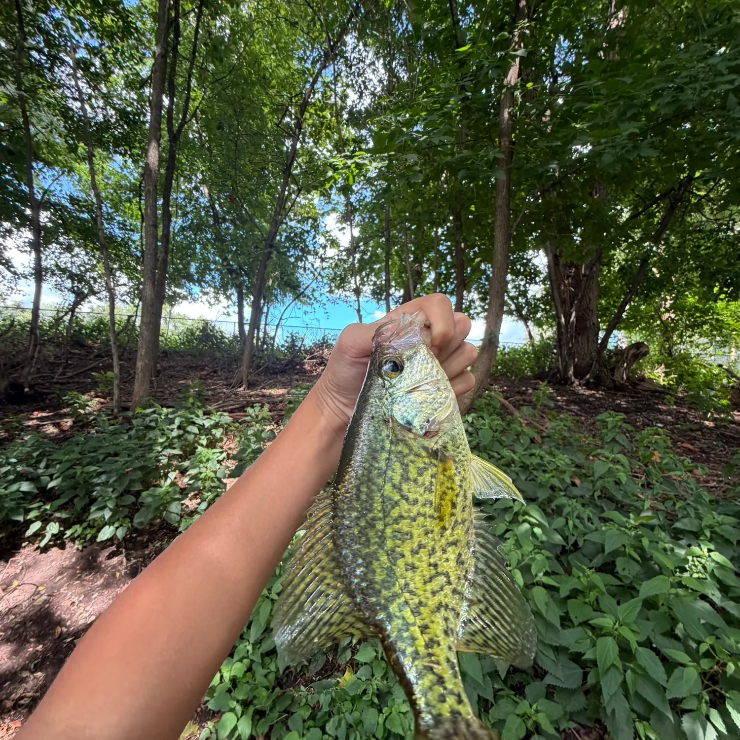 Black crappie caught on Fishbrain