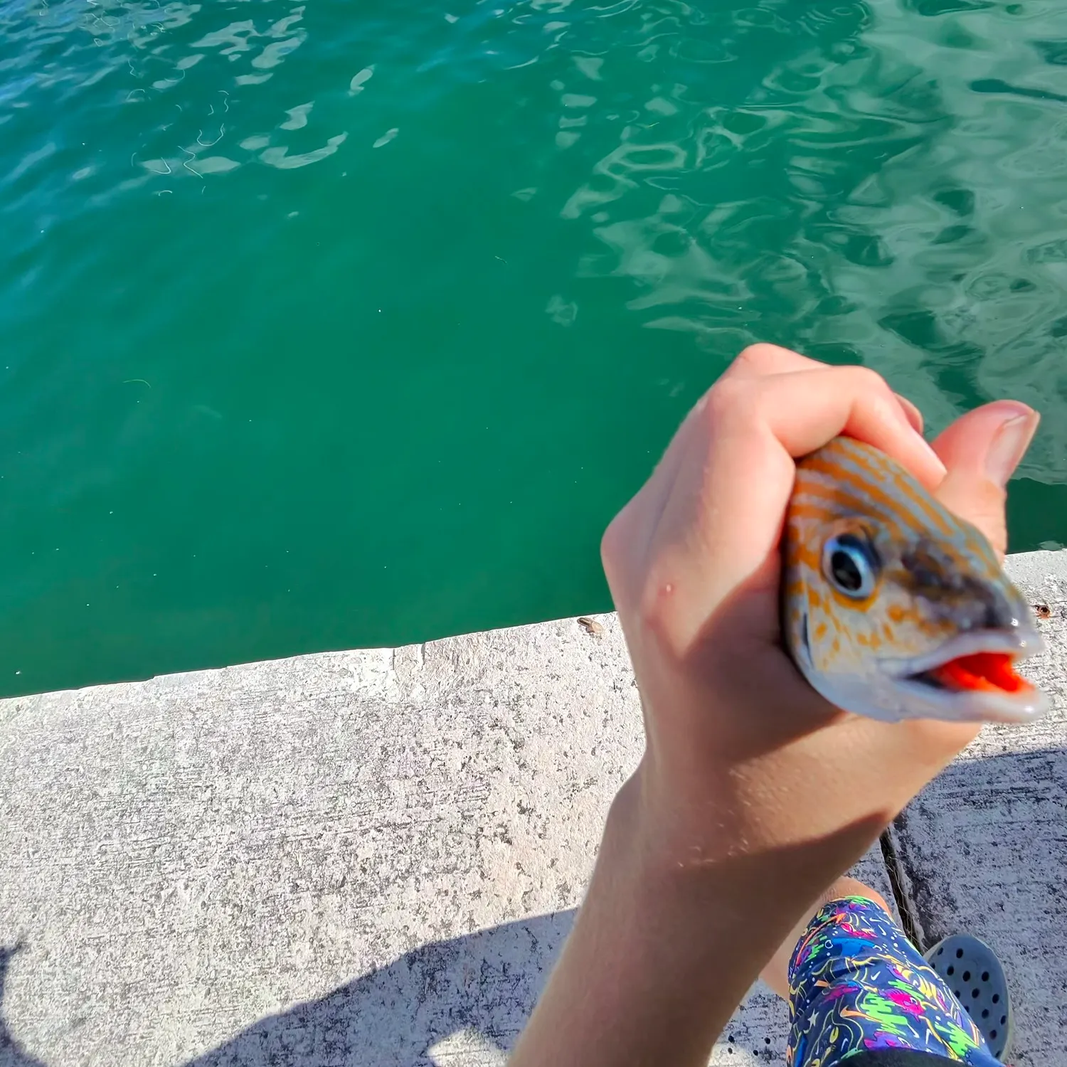 Pinfish caught on Fishbrain