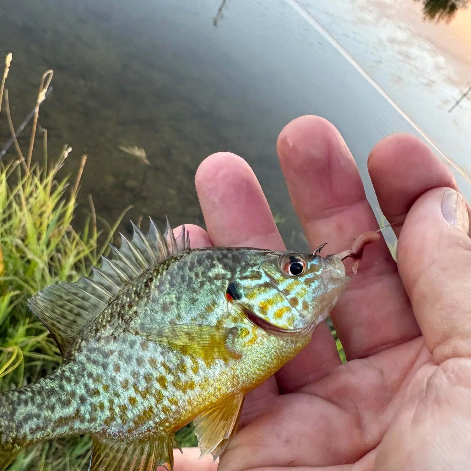Pumpkinseed caught on Fishbrain