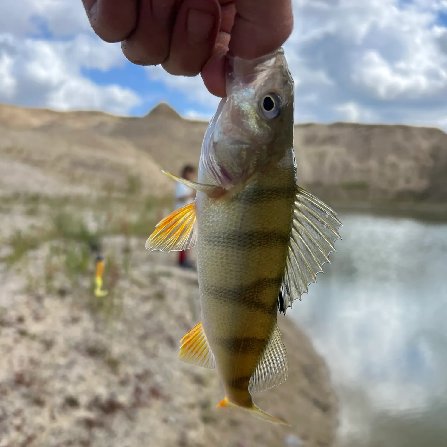 European perch caught on Fishbrain