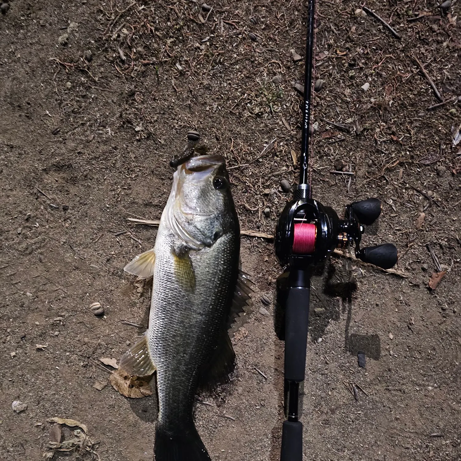 Largemouth bass caught on Fishbrain