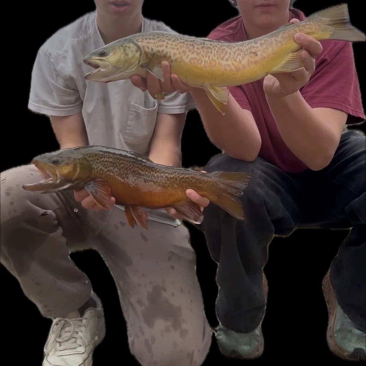 The most recent Tiger trout catches on Fishbrain