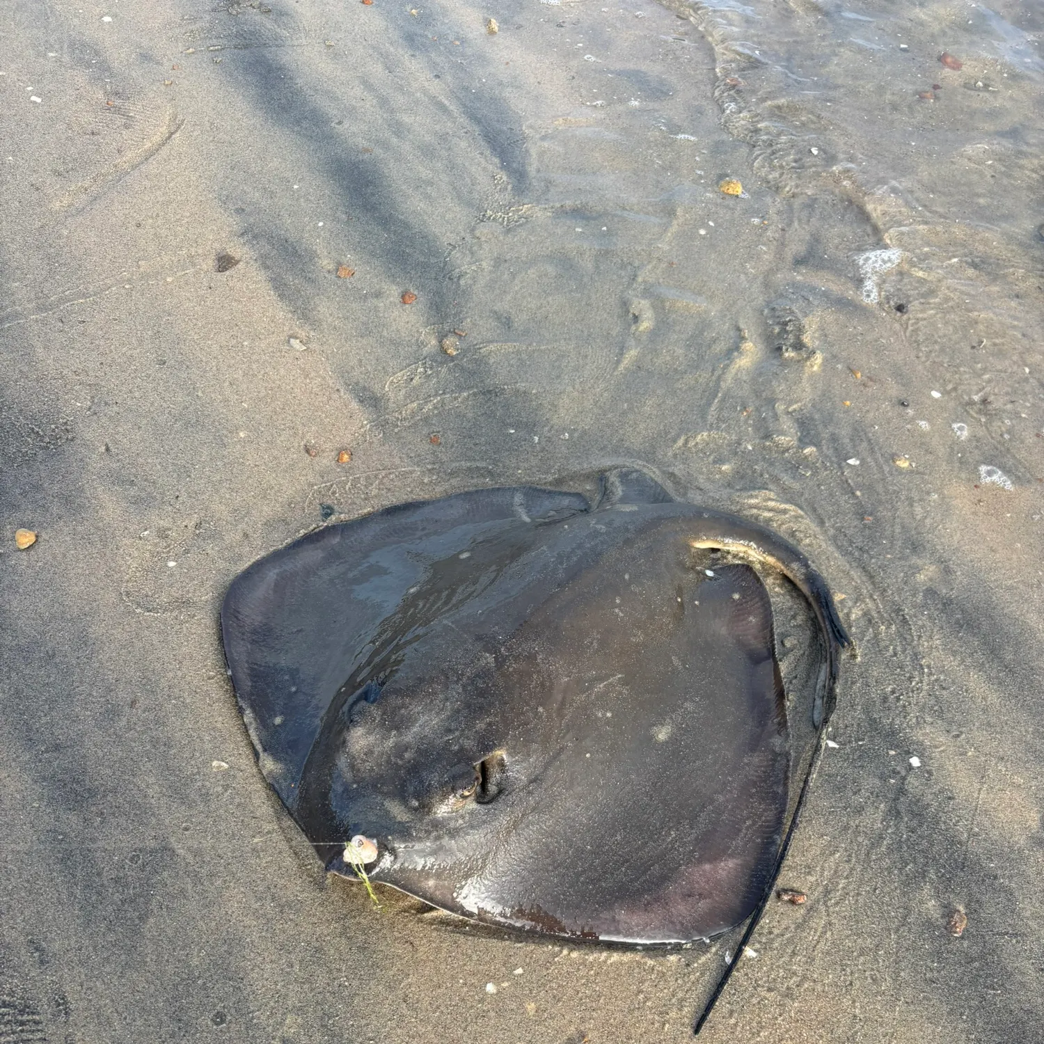 The most recent Diamond stingray catches on Fishbrain