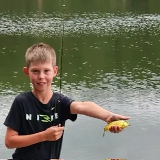 The most recent Golden shiner catches on Fishbrain